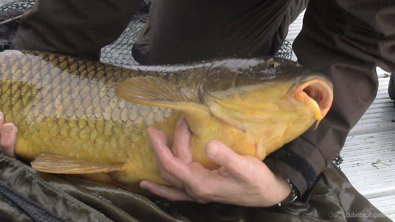 Diverse - no8a---17lb-common-carp---st-lawrence-river---3rd-october-2006.jpg